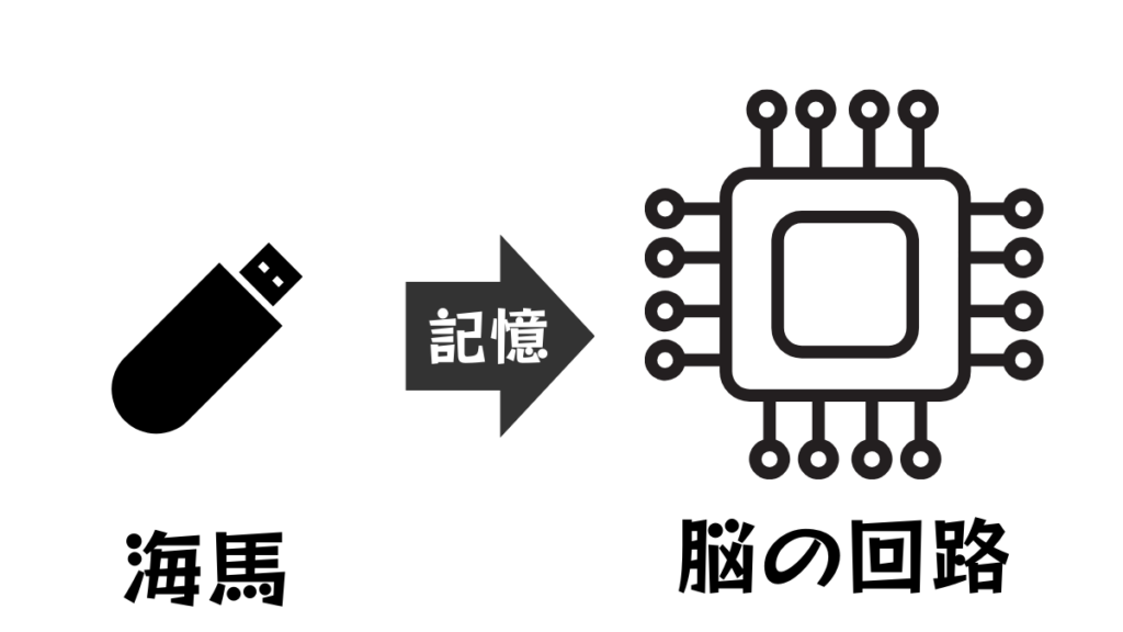 運動の記憶が短期保管場所から脳の回路へ移動する図